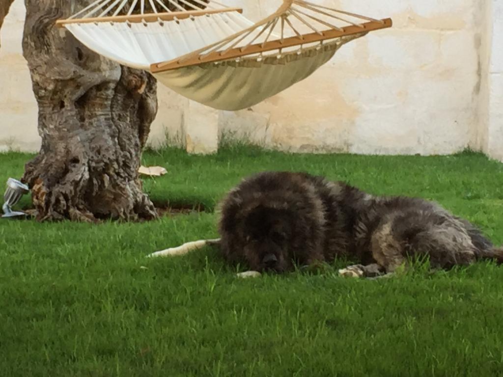 Masseria Torre Del Diamante Torre Canne Dış mekan fotoğraf